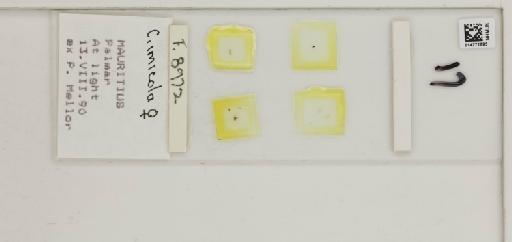 Culicoides imicola Kieffer - 014772695_284764_1334625_157799_NonType