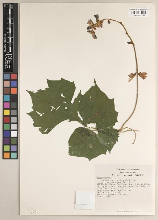 Pachyrhizus erosus (L.) Urb. - BM013712269