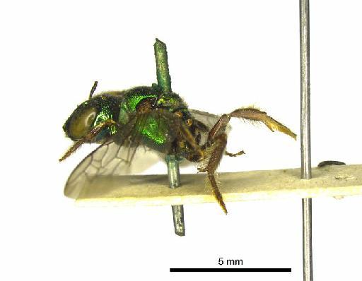 Ceratina eximia Smith, F., 1862 - 969506 Ceratina eximia type habitus lateral