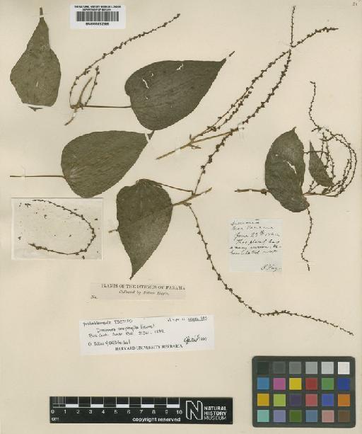 Dioscorea urophylla Hemsl. - BM000832389