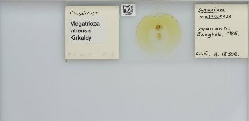 Megatrioza vitiensis Kirkaldy, 1907 - 013483267_117202_1146421_157665_NonType_result