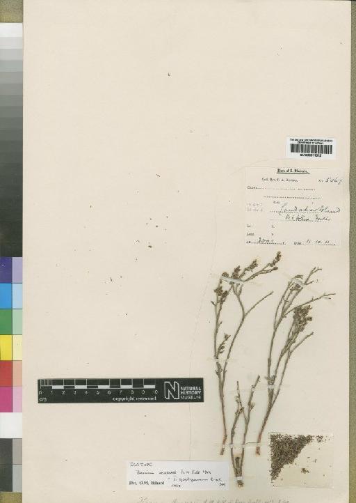 Thesium goetzeanum Engl. - BM000911012