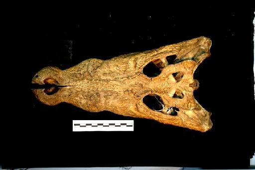 Crocodylus porosus - ED_C_porosus_60.9.29.2(cran)