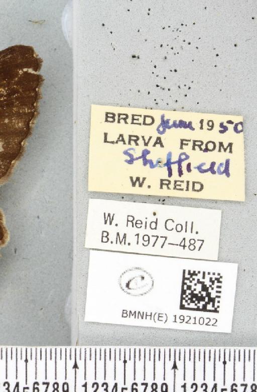 Alcis repandata repandata (Linnaeus, 1758) - BMNHE_1921022_label_476801