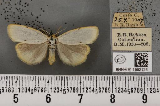 Cybosia mesomella (Linnaeus, 1758) - BMNHE_1662125_258434