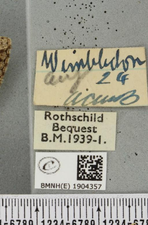 Peribatodes rhomboidaria (Denis & Schiffermüller, 1775) - BMNHE_1904357_label_469556