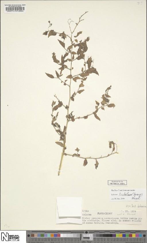 Solanum alternato-pinnatum var. intermedium Hassl. - BM000074103