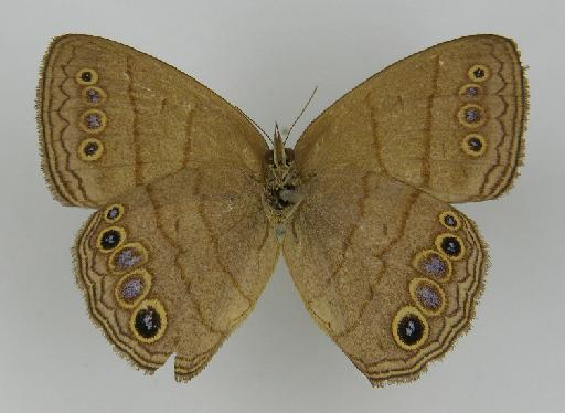Euptychia argyrospila Butler, 1867 - BMNH(E)_ 1204750_Yphthimoides_(Euptychia)_argyrospila_Butler_HT_female (3)