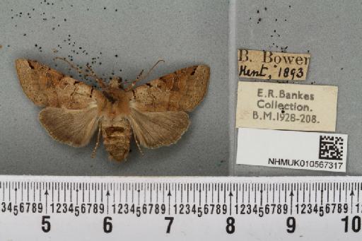 Agrochola litura (Linnaeus, 1761) - NHMUK_010567317_624869