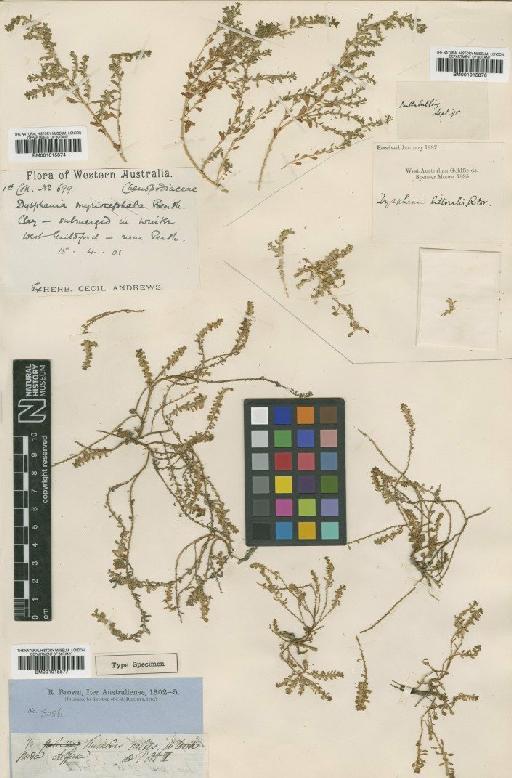 Dysphania littoralis R.Br. - BM001015874