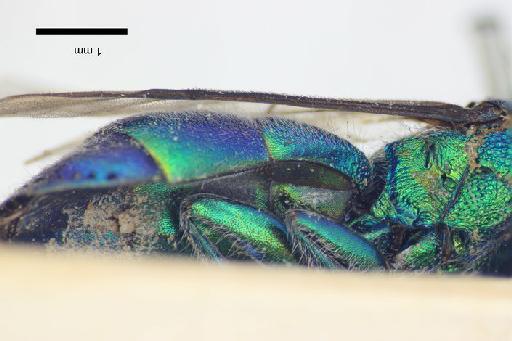 Chrysis duplopilosa Linsenmaier, 1968 - Chrysis_duplopilosa-BMNH(E)#970890_type-ventral-2_5X