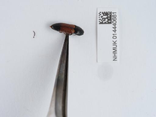 Ampedus (Ampedus) balteatus (Linnaeus, 1758) - 014440681_2