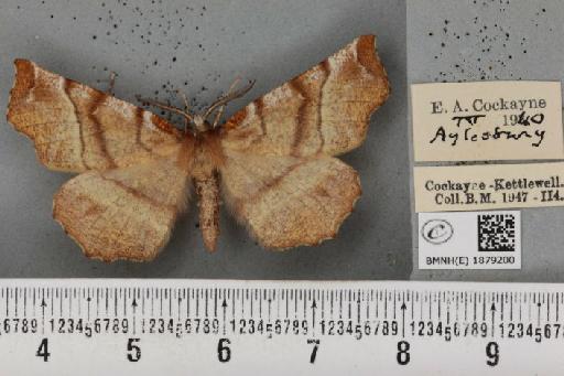 Selenia dentaria (Fabricius, 1775) - BMNHE_1879200_443701