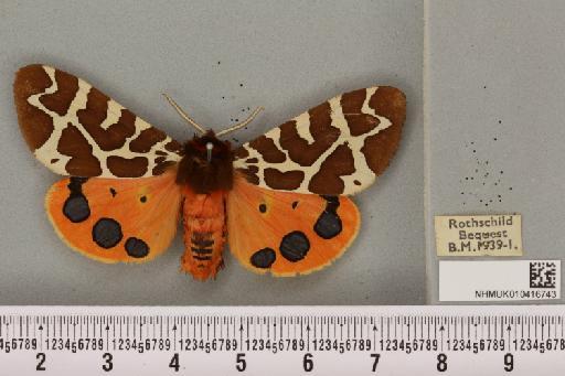 Arctia caja (Linnaeus, 1758) - NHMUK_010416743_529109