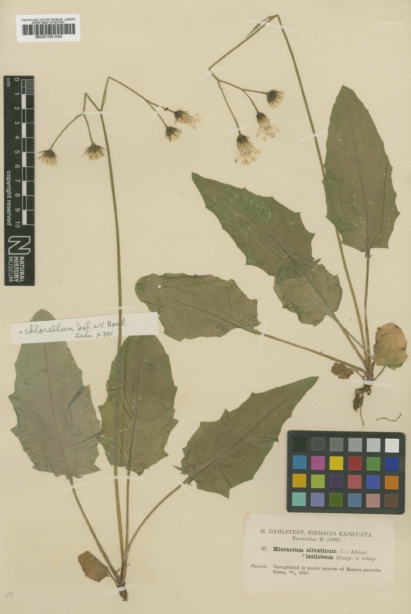 To NHMUK collection (Hieracium chlorellum Norrl.; TYPE; NHMUK:ecatalogue:2416059)