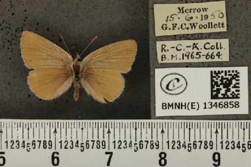 Cupido minimus ab. pallida Tutt, 1896 - BMNHE_1346858_150648