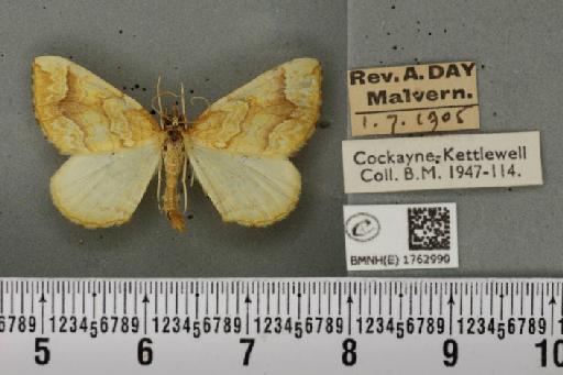 Eulithis mellinata (Fabricius, 1787) - BMNHE_1762990_344827