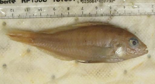 Haplochromis plagiodon Regan & Trewavas, 1928 - BMNH 1909.5.4.29, HOLOTYPE, Haplochromis plagiodon