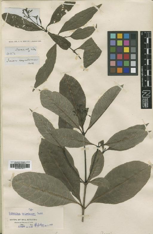 Saprosma corymbosum (Bedd.) Bedd. - BM000945577