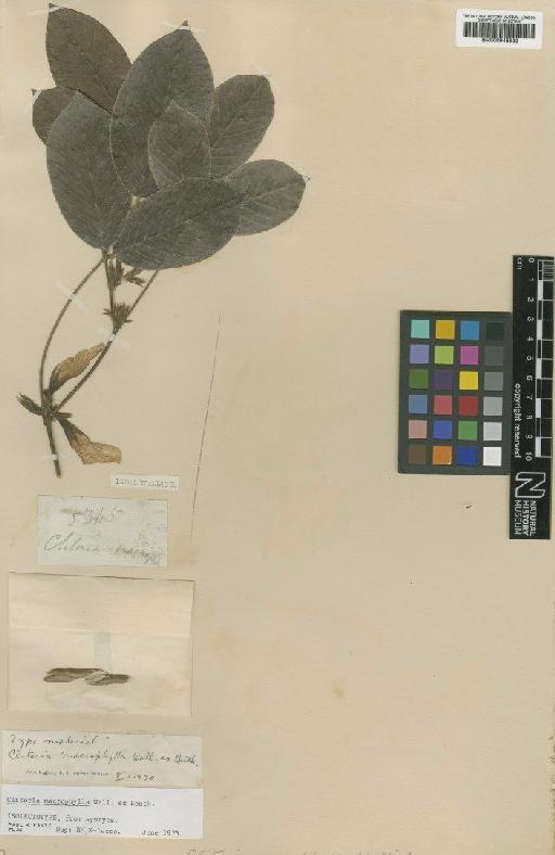 Clitoria macrophylla Wall. - BM000946833