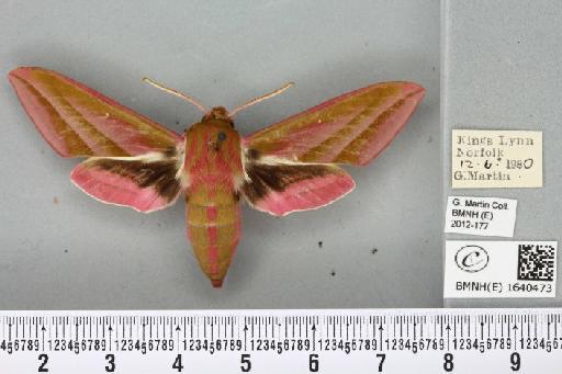 Deilephila elpenor (Linnaeus, 1758) - BMNHE_1640473_241069