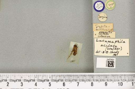 Anastrepha acidusa (Walker, 1849) - BMNHE_1467404_40298
