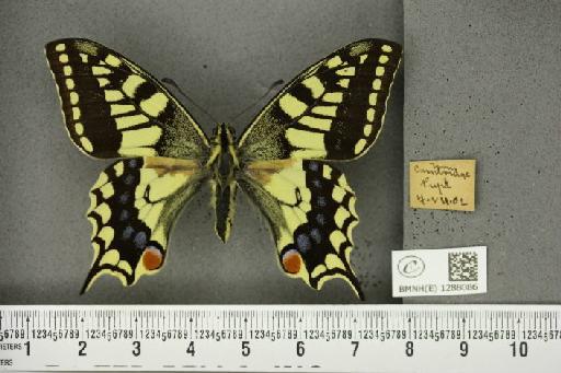 Papilio machaon britannicus Seitz, 1907 - BMNHE_1288086_126863