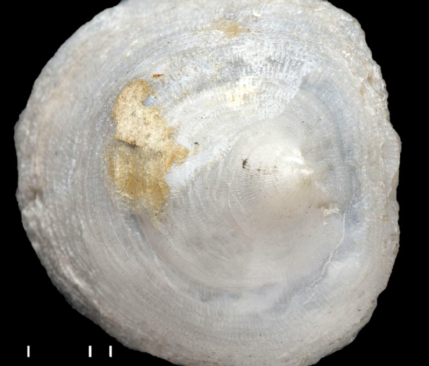 To NHMUK collection (Calyptraea uncinata Reeve, 1758; holotype; NHMUK:ecatalogue:3507935)