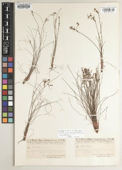 Sisyrinchium commutatum subsp. capillare Ravenna - BM014605572