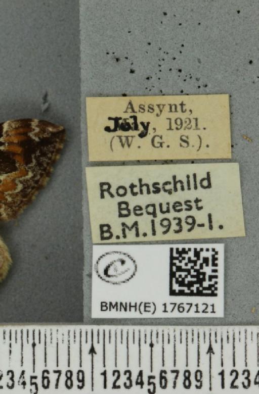 Dysstroma truncata truncata ab. perfuscata Haworth, 1809 - BMNHE_1767121_label_349496