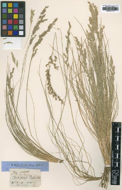 Poa poiformis (Labill.) Druce - BM000991463