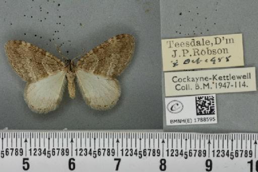 Epirrita christyi ab. latifasciata Prout, 1914 - BMNHE_1788595_360328