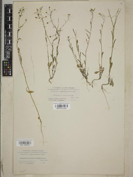 Lesquerella gracilis subsp. gracilis - BM013393202
