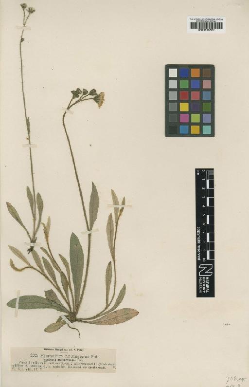 Hieracium brachiatum subsp. diluviale Rehmann - BM001047817