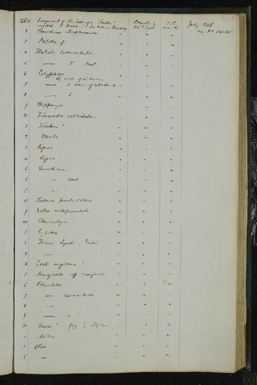 Cypraea Linnaeus, 1758 - NHM-UK_P_DF118_02_01_0379