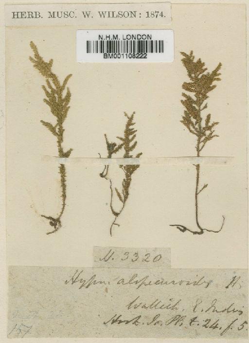 Pinnatella alopecuroides (Hook.) M.Fleisch. - BM001108222