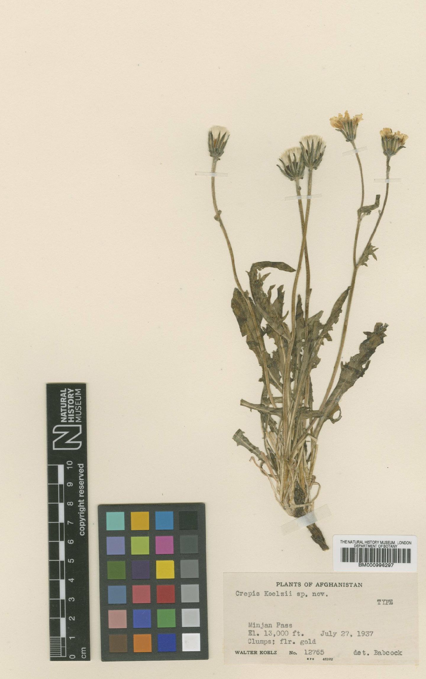 To NHMUK collection (Crepis koelzii Babc.; Type; NHMUK:ecatalogue:481492)