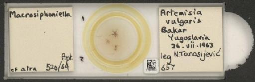 Macrosiphoniella artemisiae Fonscolombe, 1841 - 010013343_112659_1094715