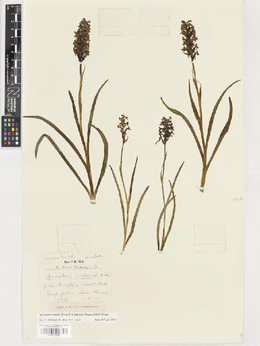 Gymnadenia borealis (Druce) R.M.Bateman, Pridgeon & M.W.Chase - BM001130308