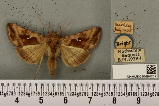 Autographa jota (Linnaeus, 1758) - NHMUK_010494202_549834