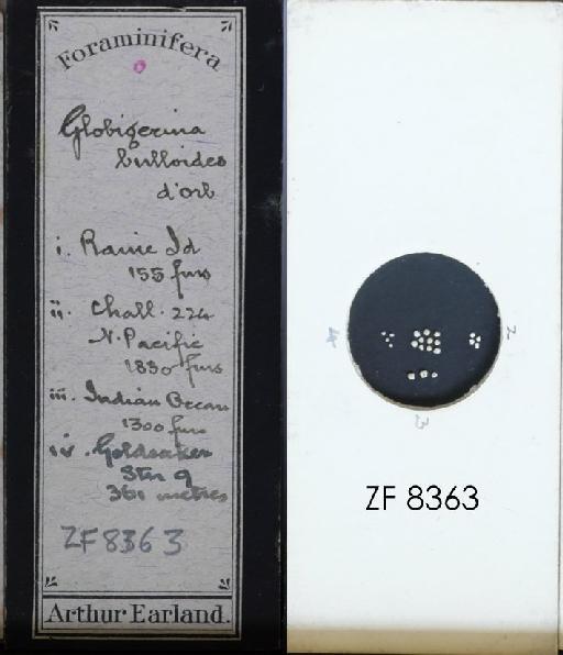 Globigerina bulloides Orbigny, 1826 - ZF 8363.tif