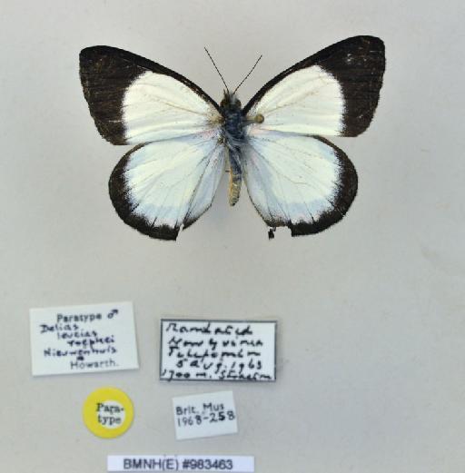 Delias leucias roepkei Nieuwenhuis & Howarth, 1970 - BMNH(E)983463_Delias leucias roepkei = niewenhuisi_ Mast