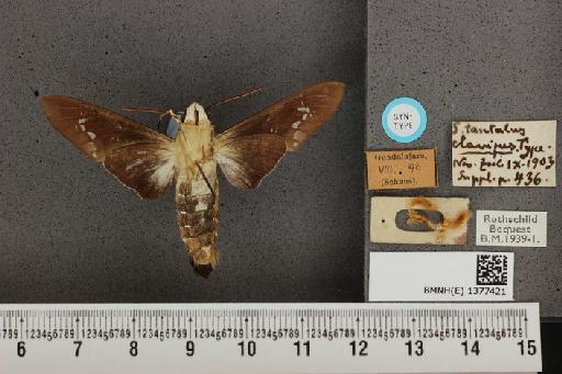 Aellopos clavipes clavipes (Rothschild & Jordan, 1903) - BMNH(E) 1377421 Aellopos clavipes clavipes ventral and labels.JPG
