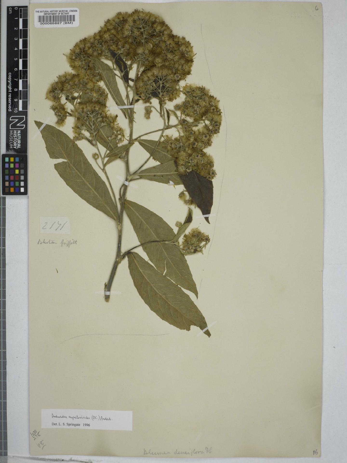 To NHMUK collection (Inula eupatorioides DC.; NHMUK:ecatalogue:9149467)