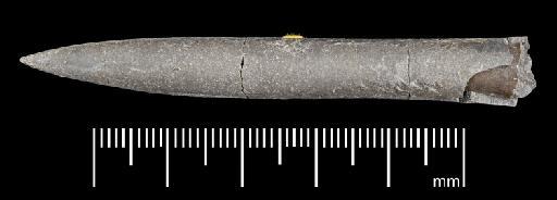 Simpsonibelus expansus (Simpson) - PI CC 1342 - belemnite