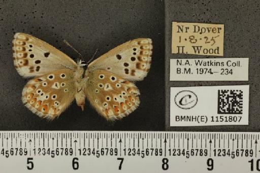 Lysandra coridon ab. aurescens Tutt, 1910 - BMNHE_1151807_102910