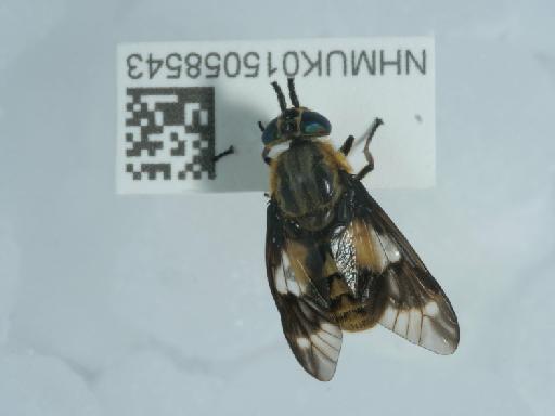 Chrysops relictus Meigen, 1820 - 015058543_1