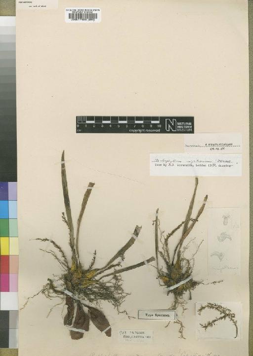 Bulbophyllum nigritanum Rendle - BM000517408