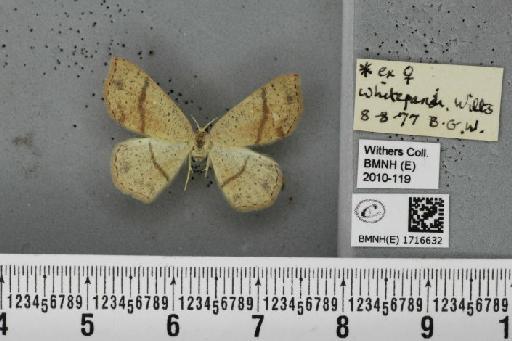 Cyclophora punctaria (Linnaeus, 1758) - BMNHE_1716632_276380