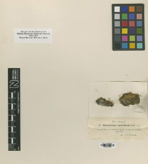 Plagiobryum tenerrimum H.Philib. - BM000983899